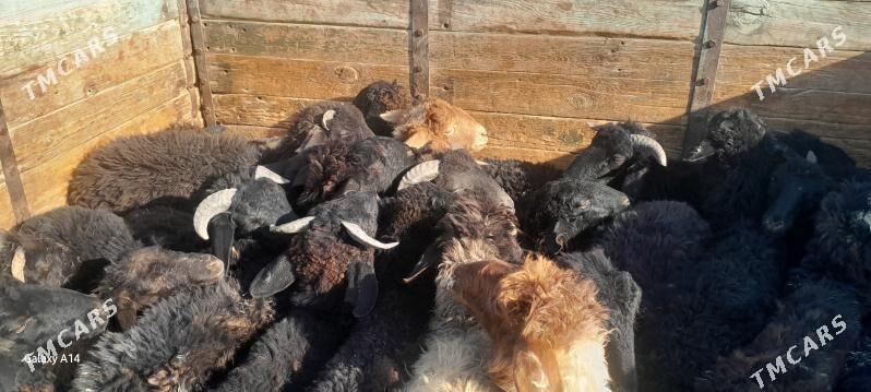 mal - Чоганлы - img 1