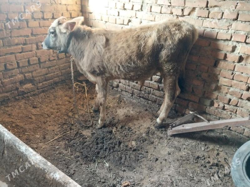 gibrit okuzce - Бахарден - img 3