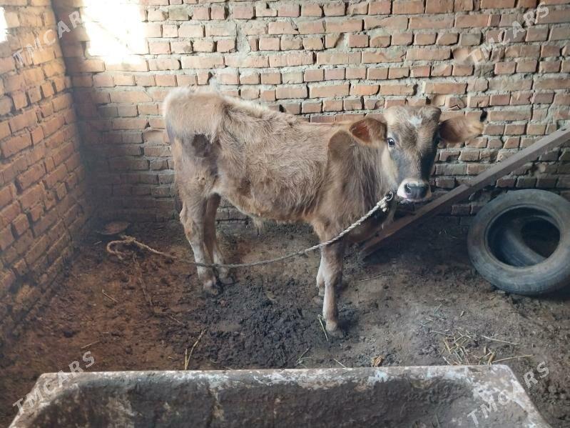 gibrit okuzce - Бахарден - img 5