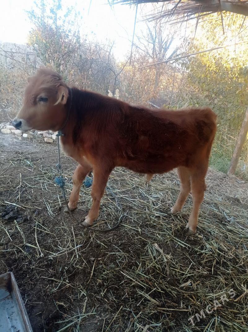 öküz - Farap - img 3