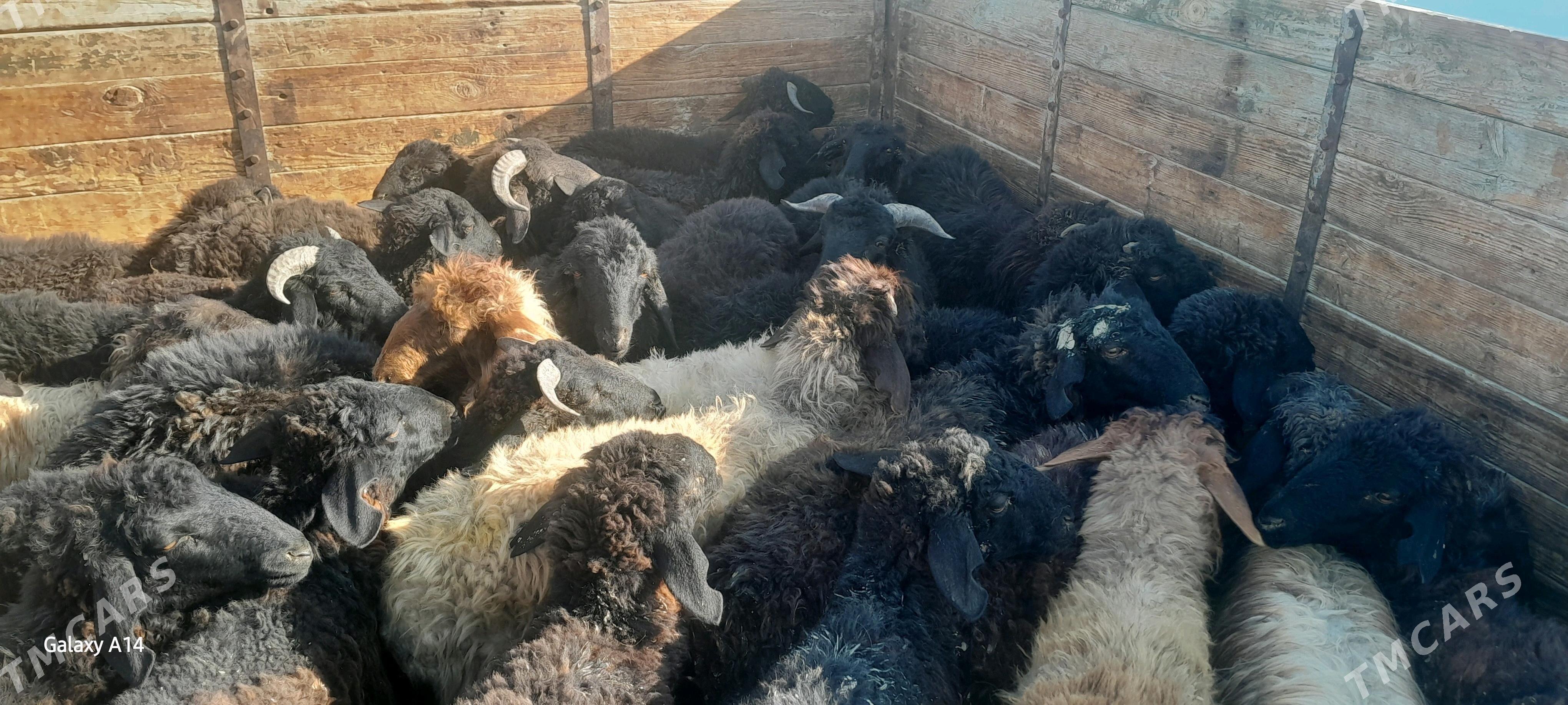 mal - Чоганлы - img 2