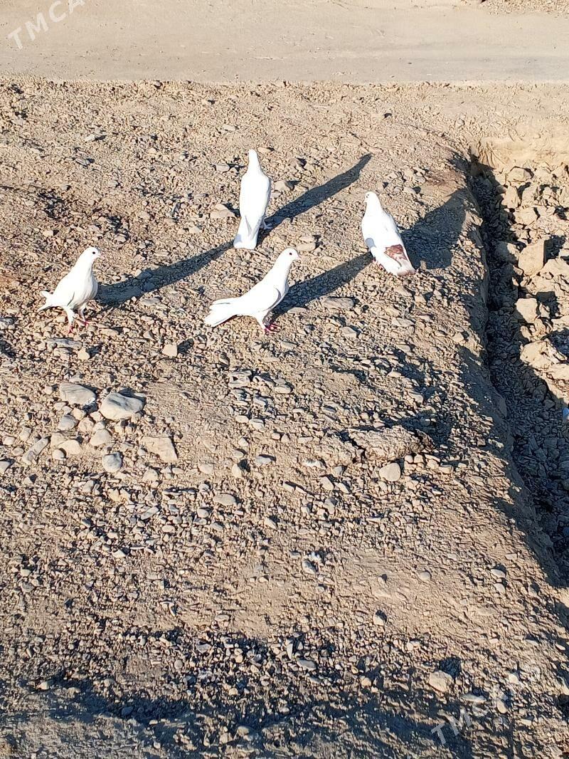 kepderi - Bäherden - img 3