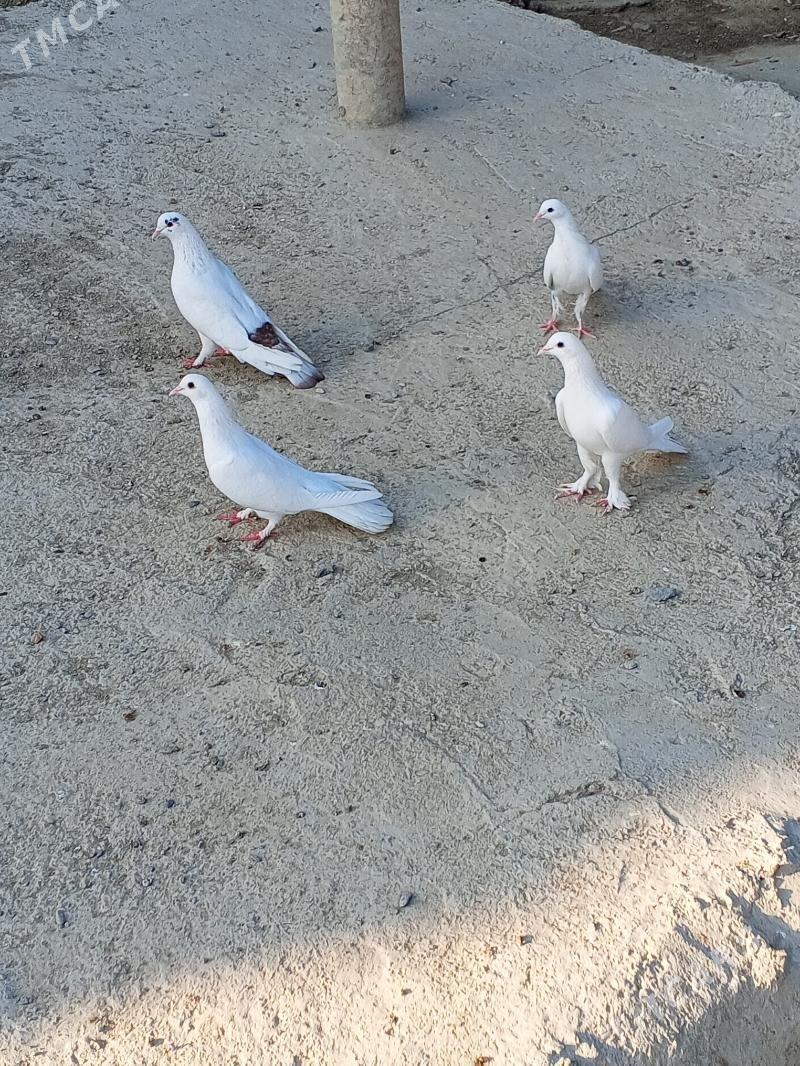 kepderi - Bäherden - img 1