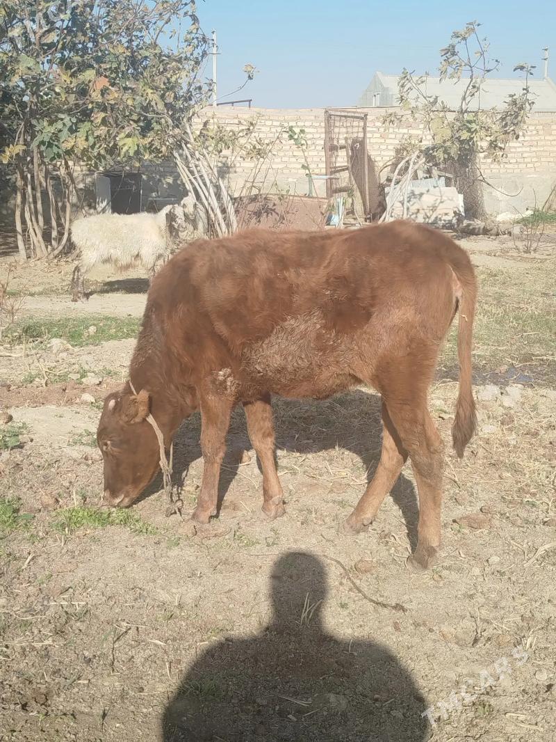 gacarlar 4 sany - Bereket - img 3