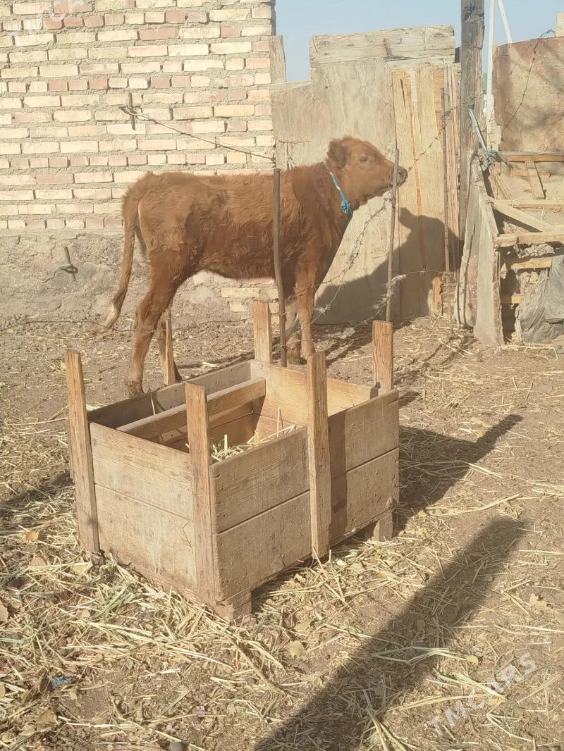 gacarlar 4 sany - Bereket - img 2