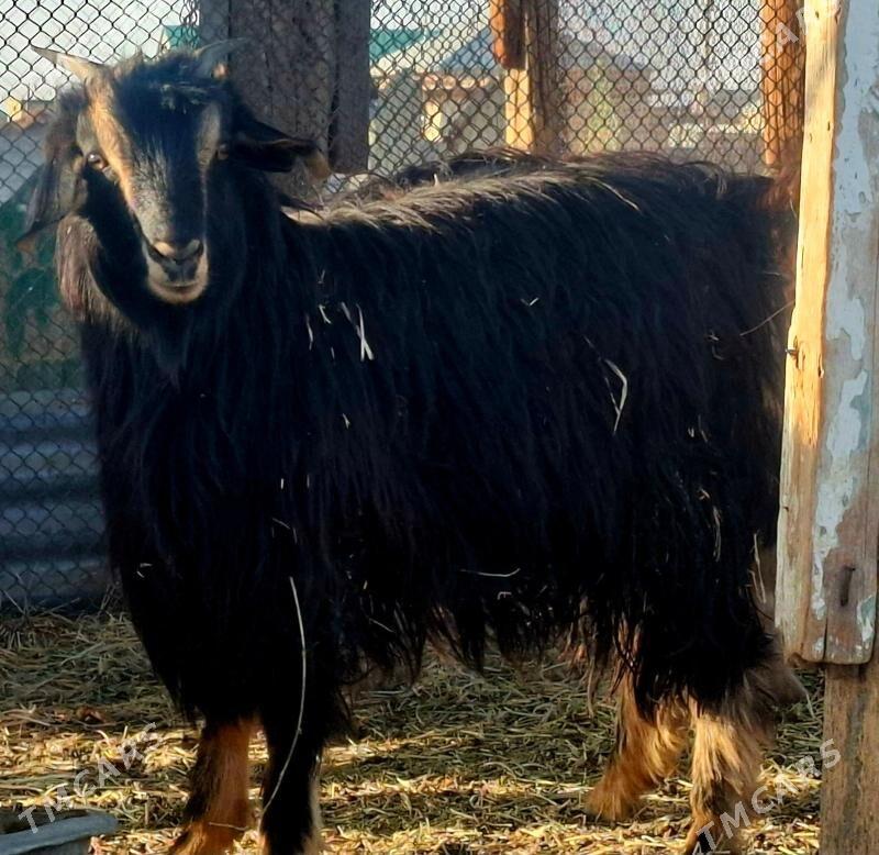 ULY CEWISLER - Гёкдепе - img 2