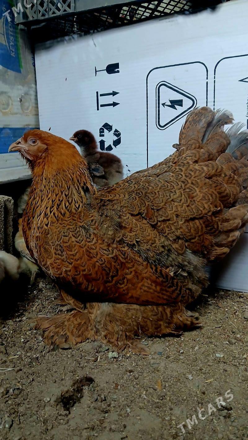 brama juje - Bäherden - img 1