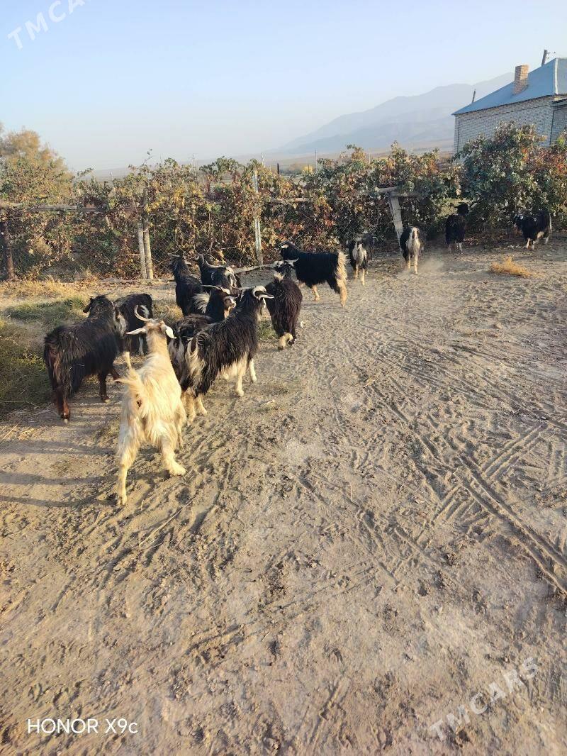 Geci - Бахарден - img 2