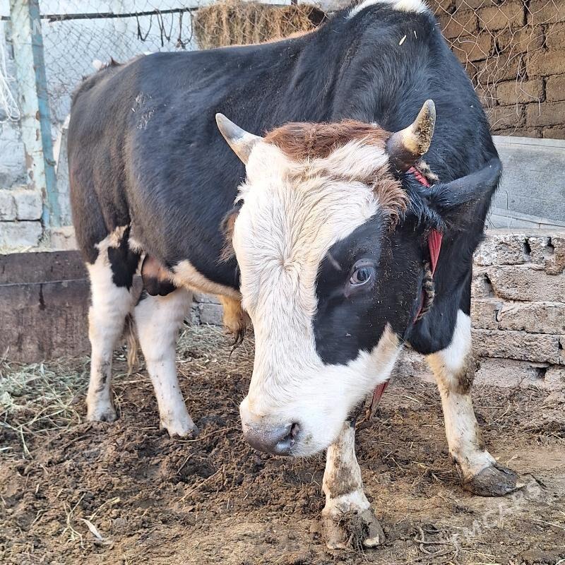 öküz - Çoganly - img 2