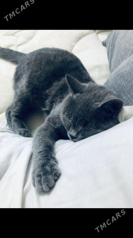 satlanski pisik - Ашхабад - img 4