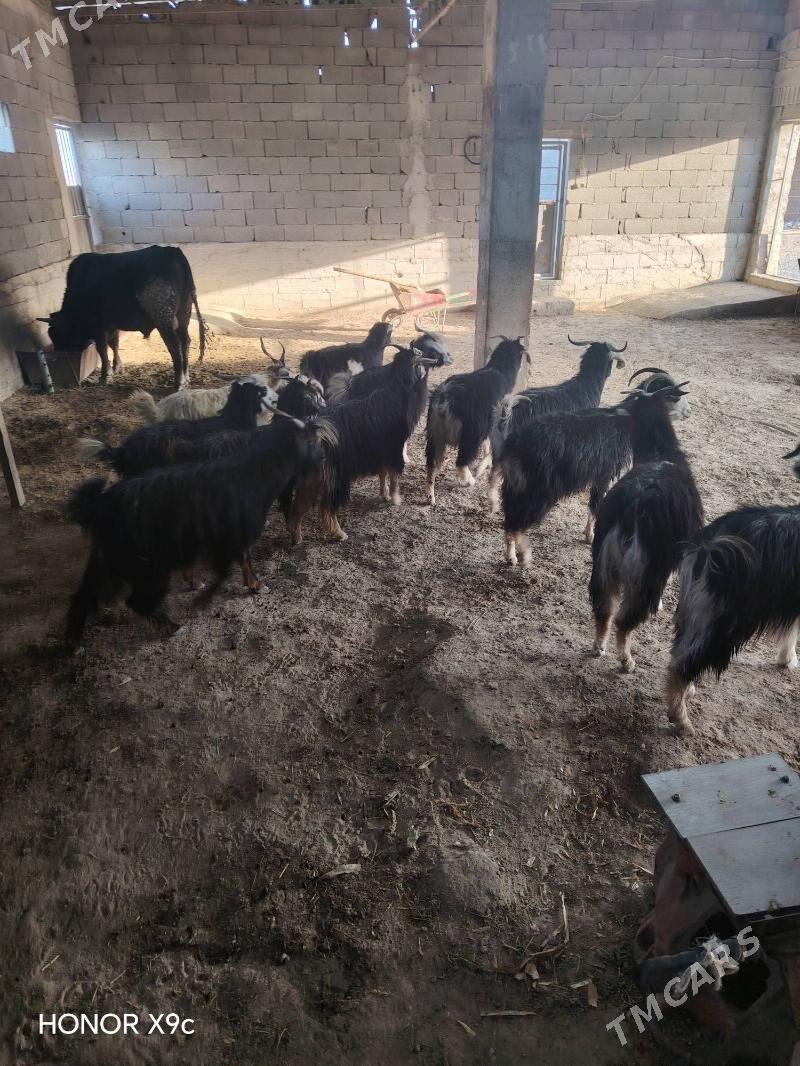 Geci - Бахарден - img 6