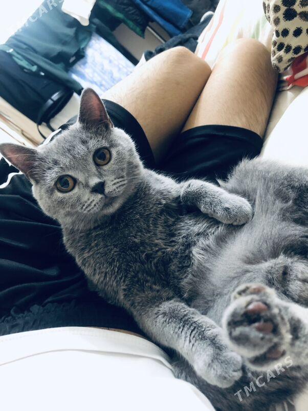 satlanski pisik - Ашхабад - img 2