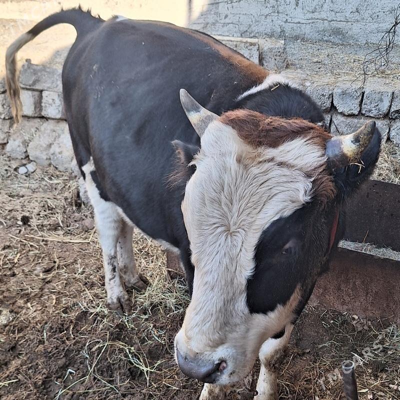 öküz - Çoganly - img 4