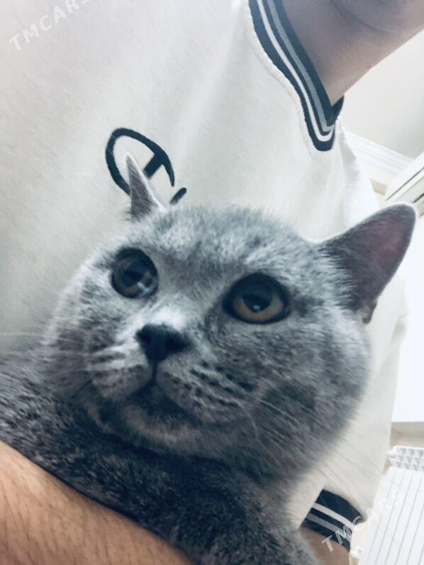 satlanski pisik - Ашхабад - img 3