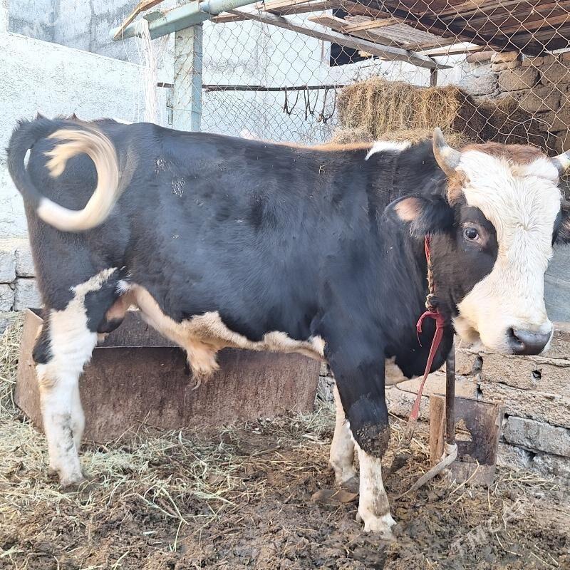 öküz - Çoganly - img 5