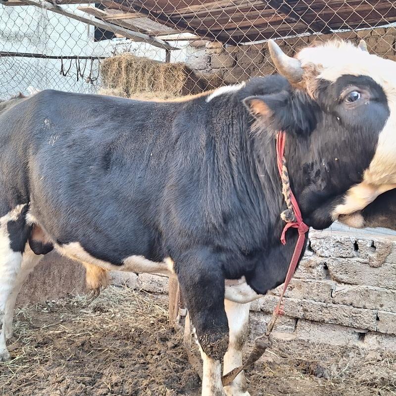 öküz - Çoganly - img 3