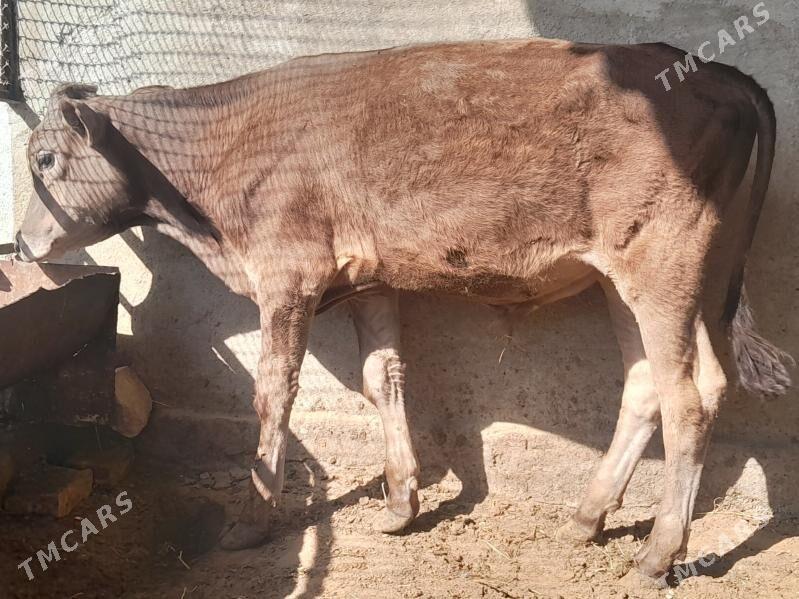 okuz - Багир - img 3