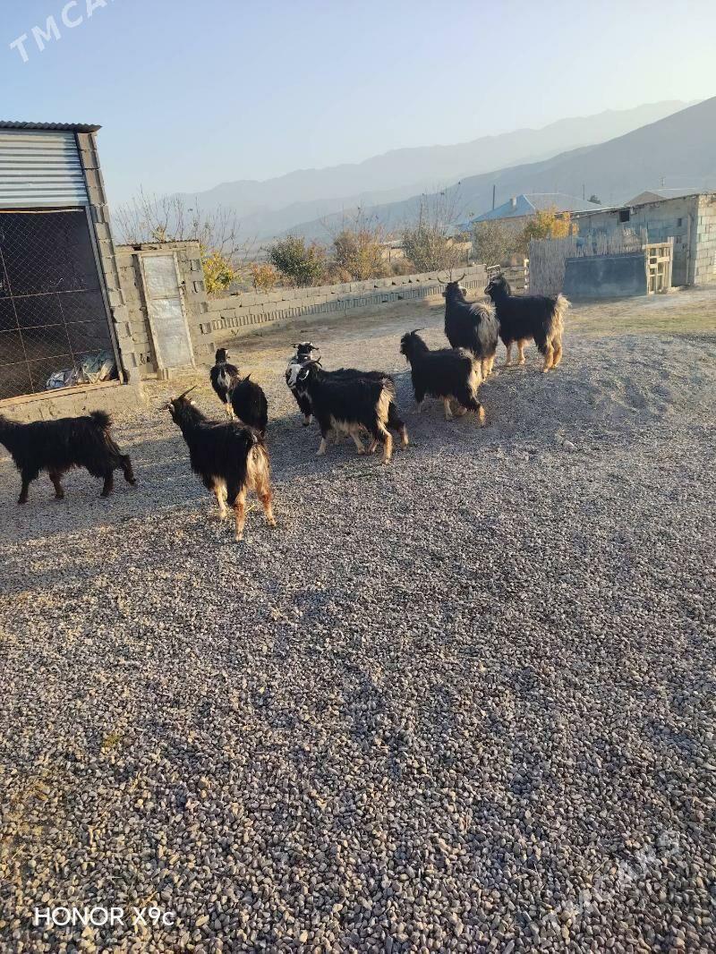 Geci - Бахарден - img 5