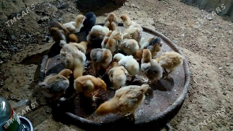 brama juje - Bäherden - img 9