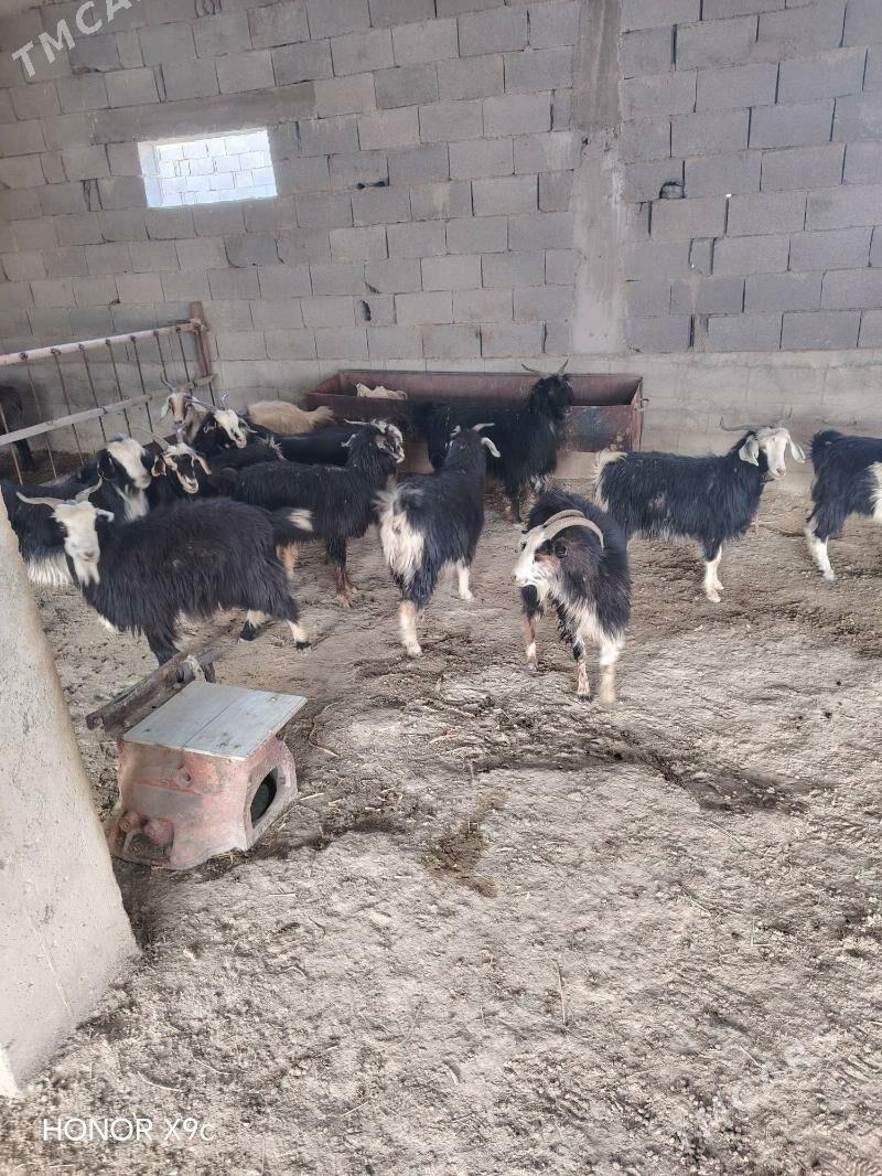 Geci - Бахарден - img 7