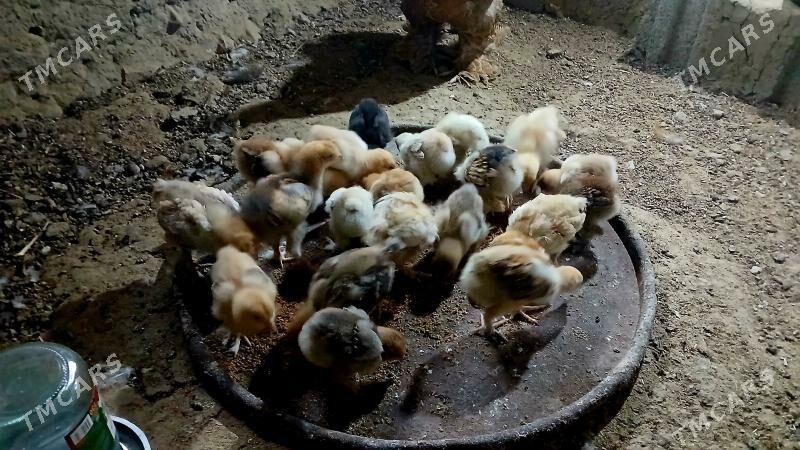 brama juje - Bäherden - img 2