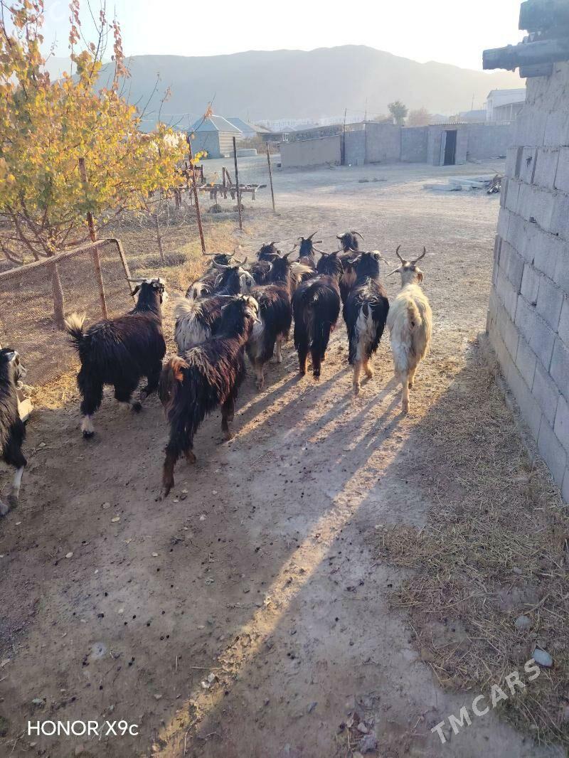 Geci - Бахарден - img 4