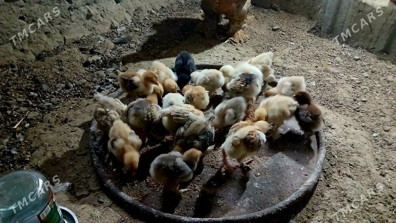 brama juje - Bäherden - img 3