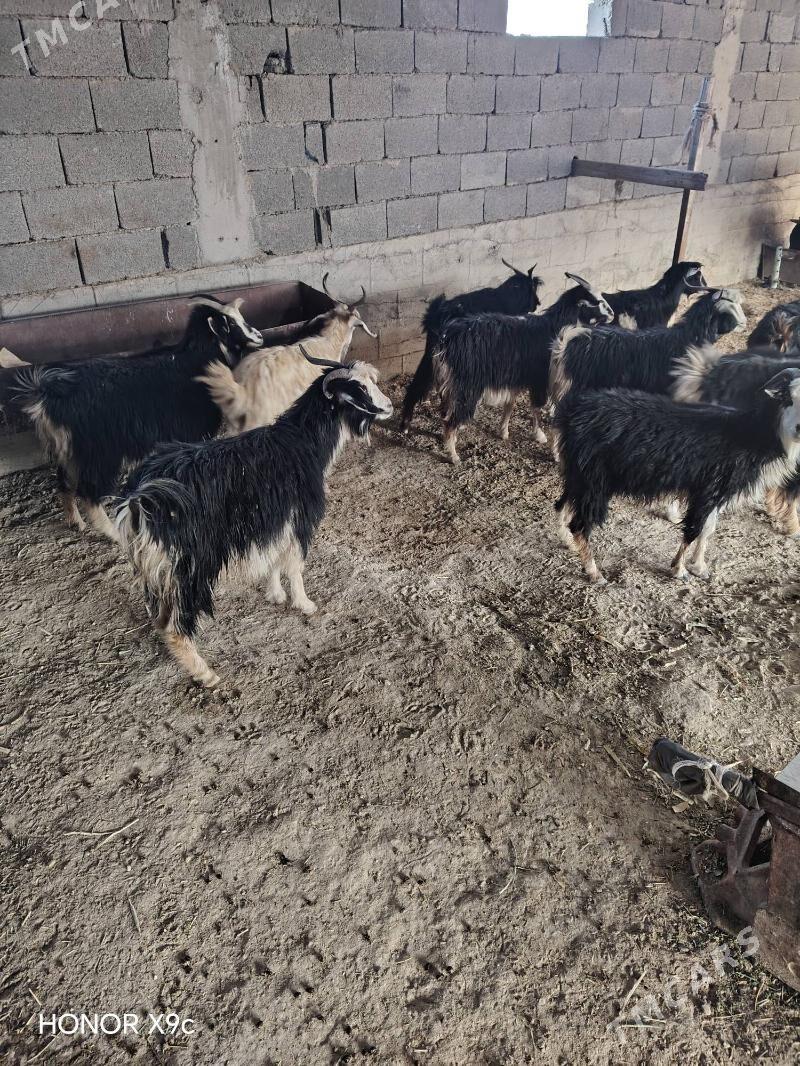 Geci - Бахарден - img 8