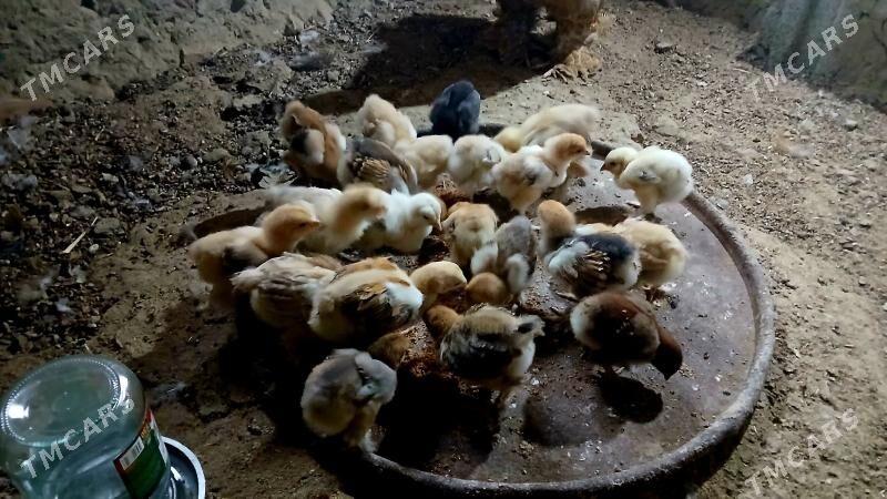 brama juje - Bäherden - img 6