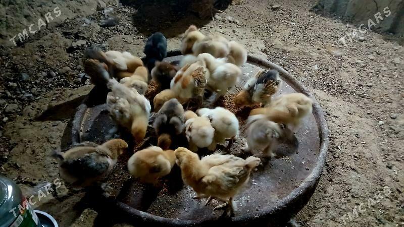 brama juje - Bäherden - img 8