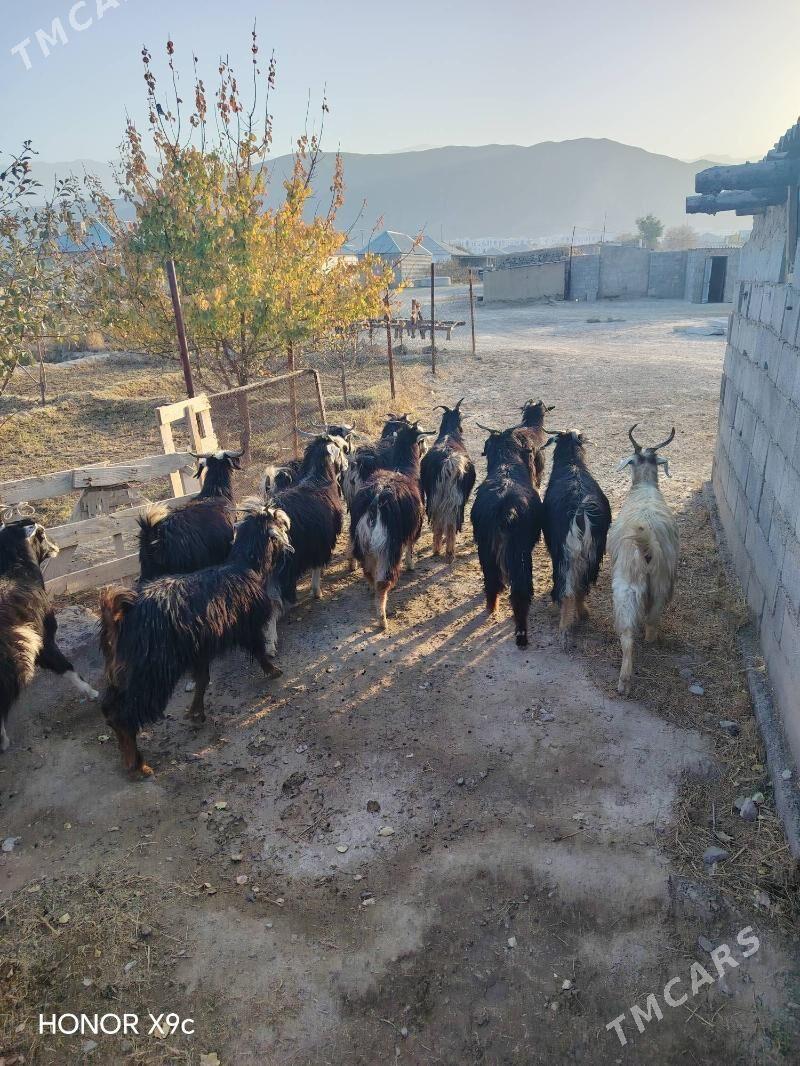 Geci - Бахарден - img 3