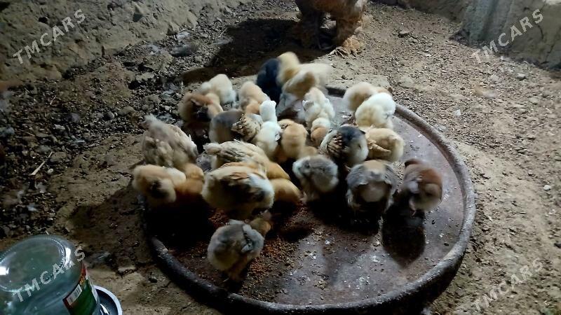 brama juje - Bäherden - img 4