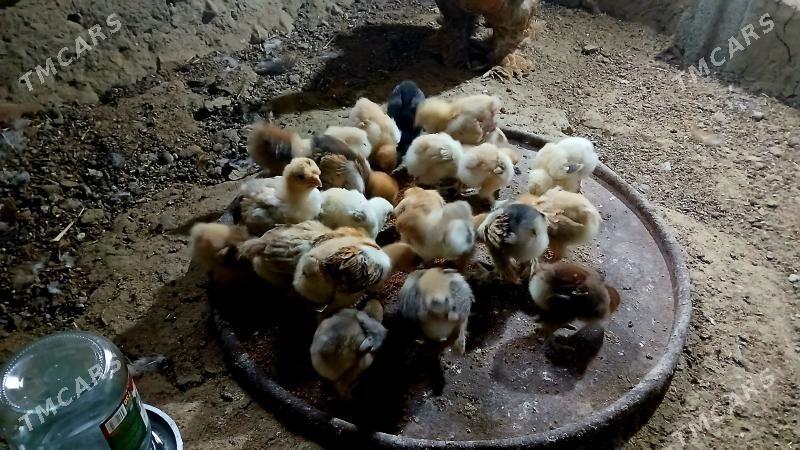 brama juje - Bäherden - img 5