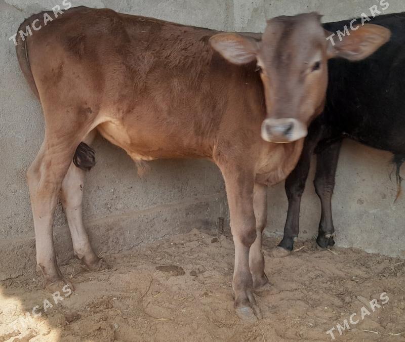 okuz - Багир - img 2