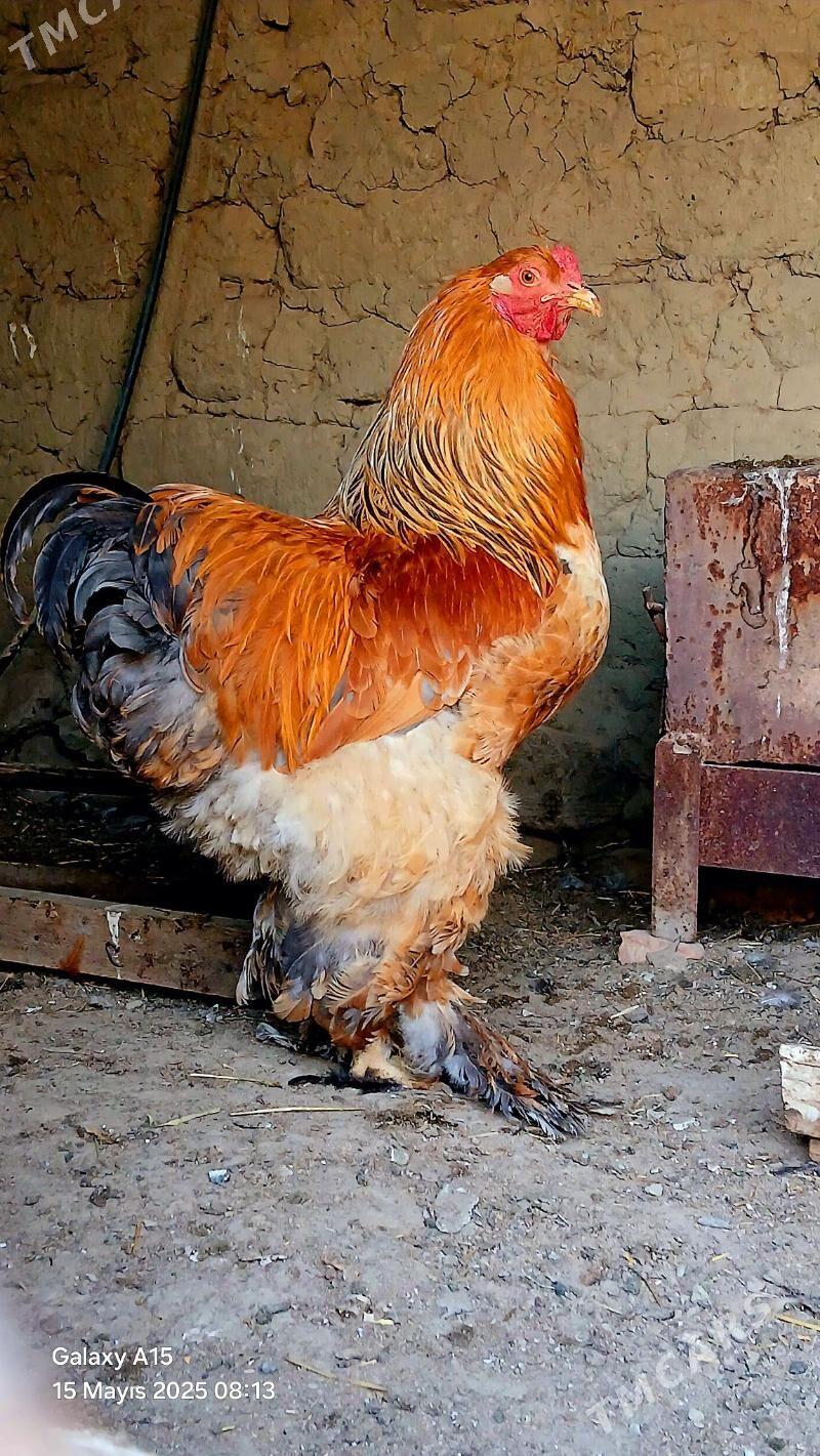 brama juje - Bäherden - img 7