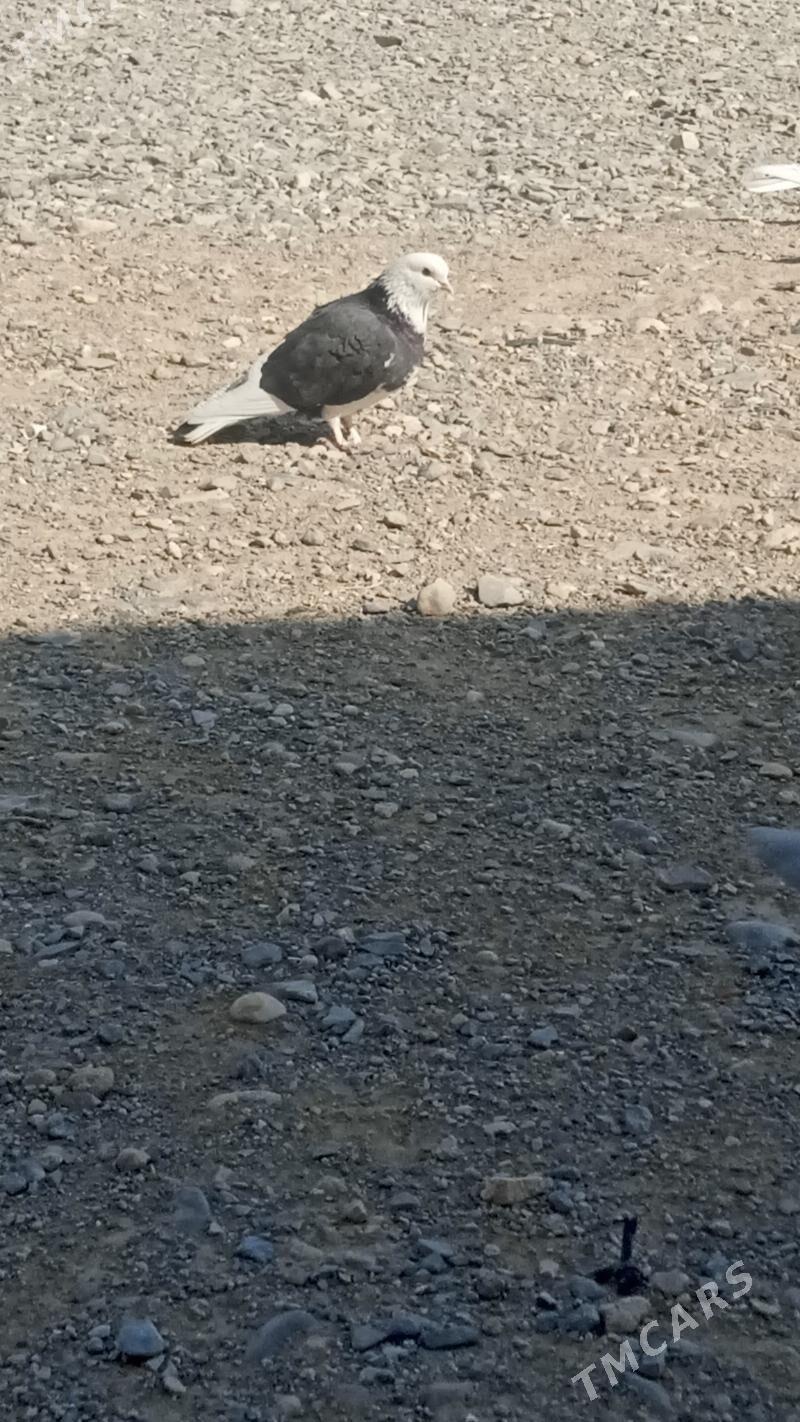 kepderi - Гызыларбат - img 2