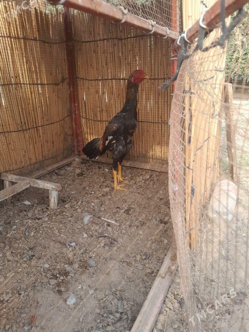 байсовы жуже - Mary - img 2