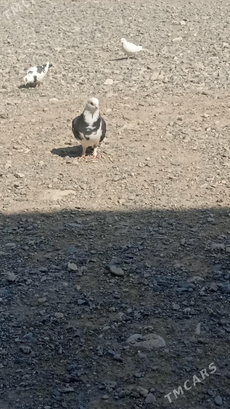 kepderi - Гызыларбат - img 1