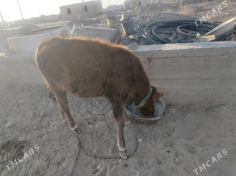 Tohum göleli sygyr - Gyzylarbat - img 7