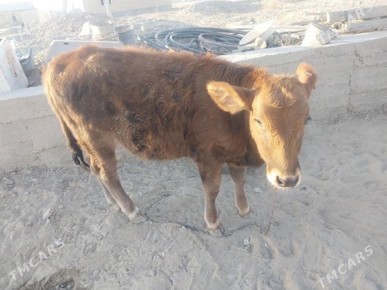 Tohum göleli sygyr - Gyzylarbat - img 8