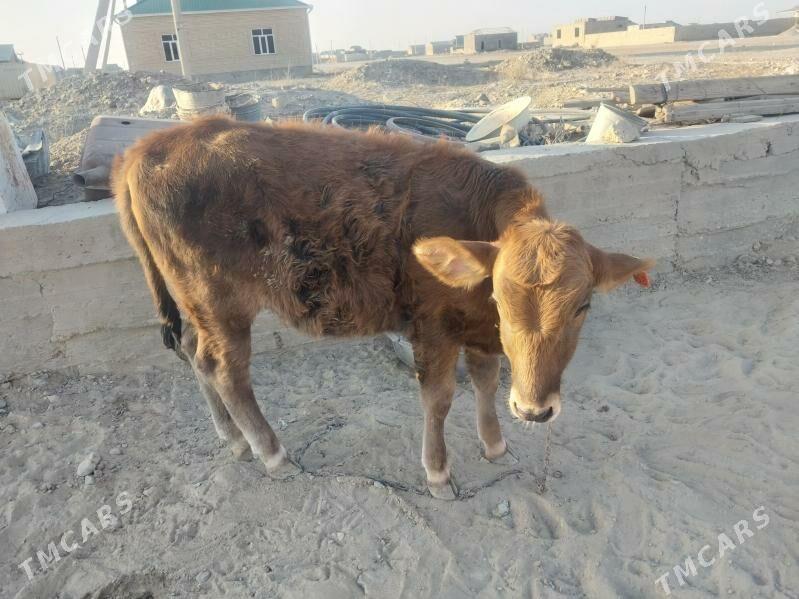 Tohum göleli sygyr - Gyzylarbat - img 5