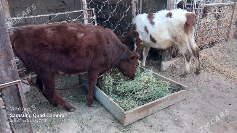 Satlyk tüweler - Гёкдже - img 2