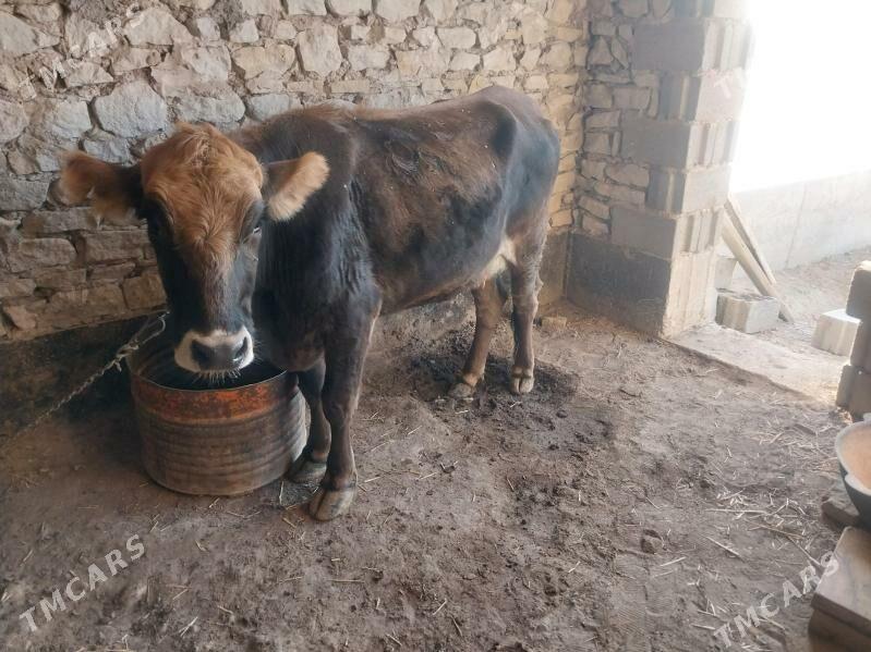 Tohum göleli sygyr - Gyzylarbat - img 10