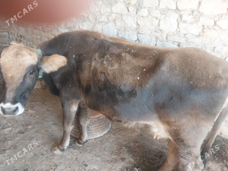 Tohum göleli sygyr - Gyzylarbat - img 3