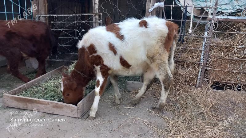 Satlyk tüweler - Гёкдже - img 4