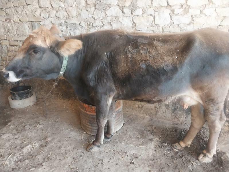 Tohum göleli sygyr - Gyzylarbat - img 2