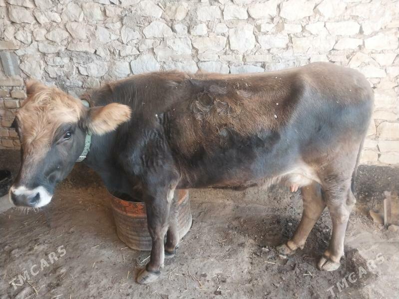 Tohum göleli sygyr - Gyzylarbat - img 4