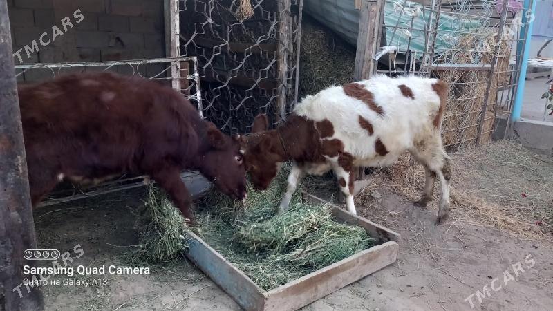 Satlyk tüweler - Гёкдже - img 3