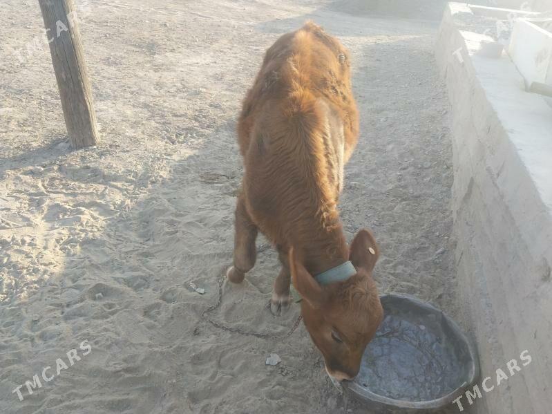 Tohum göleli sygyr - Gyzylarbat - img 6