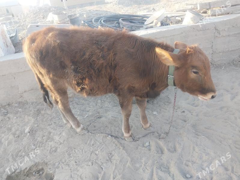 Tohum göleli sygyr - Gyzylarbat - img 9